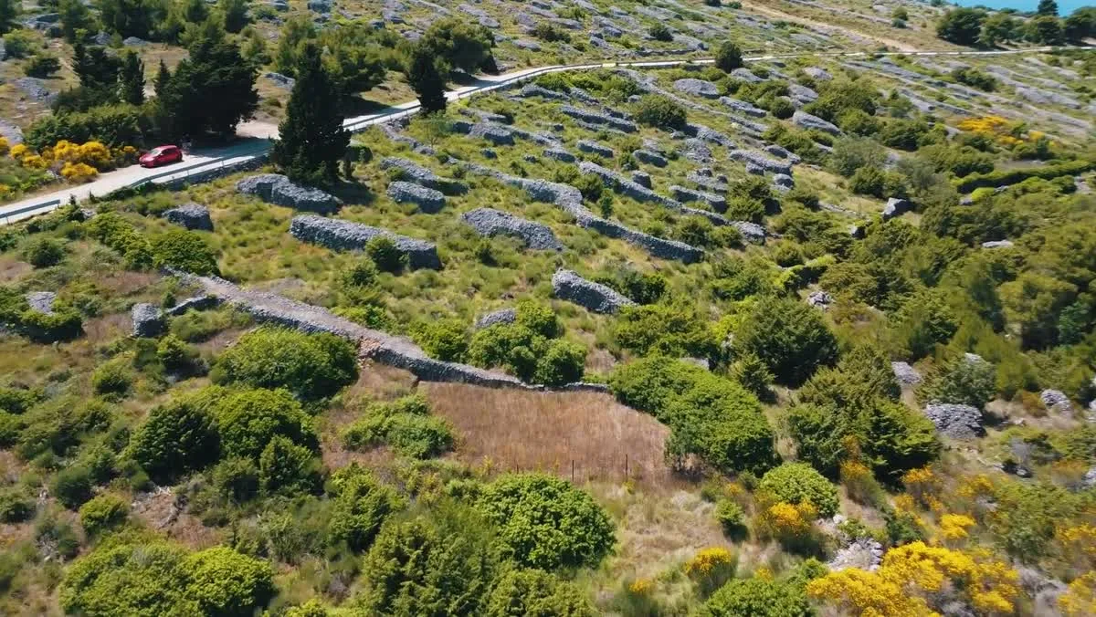 Lavender fields Hvar — drone footage